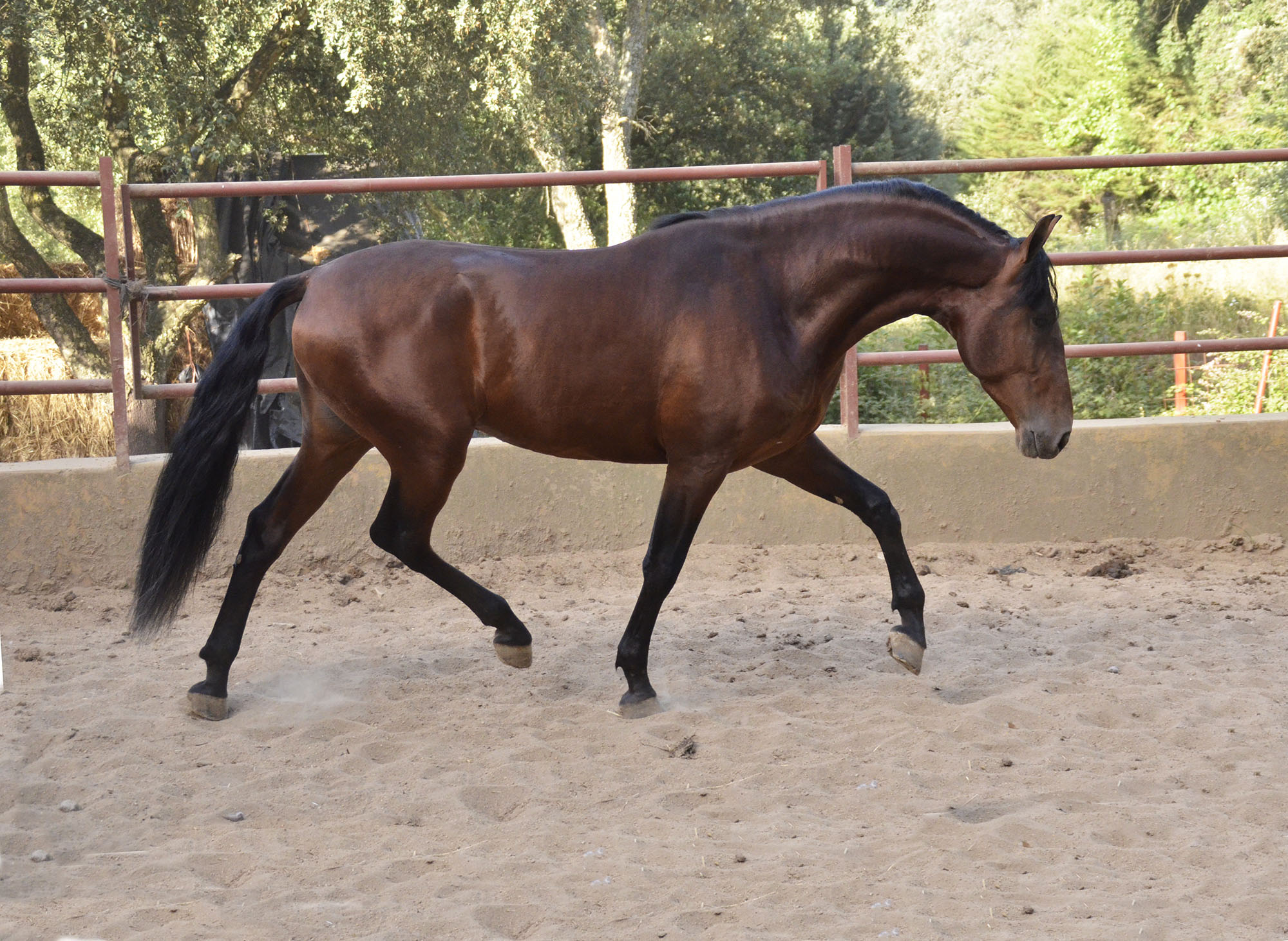 Listado de Caballos en Venta